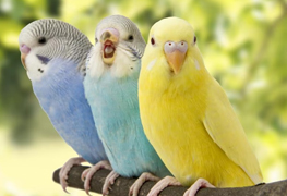 Budgerigar
