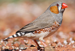 Zebrafinch