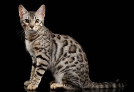 Bengal cat