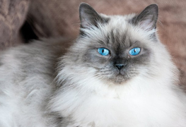 Himalayan cat