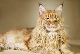 Maine Coon