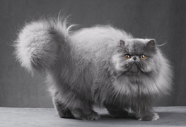 Persian cat