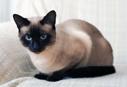 Siamese cat