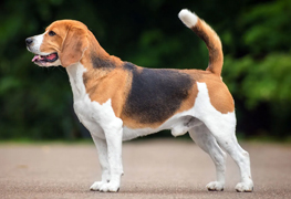 Beagle
