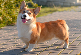 Corgi