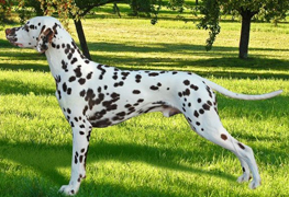 Dalmatian