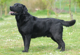 Labrador Retriver