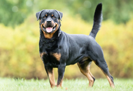 Rottweiler