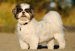 Shih Tzu