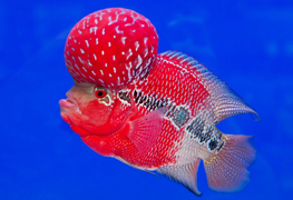 Flowerhorn