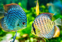 Discus