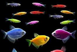 Glofish