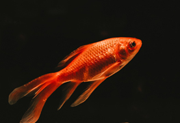 Goldfish