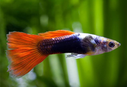 Guppy