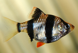 Tigerbarb