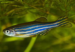 Zebra/Danios