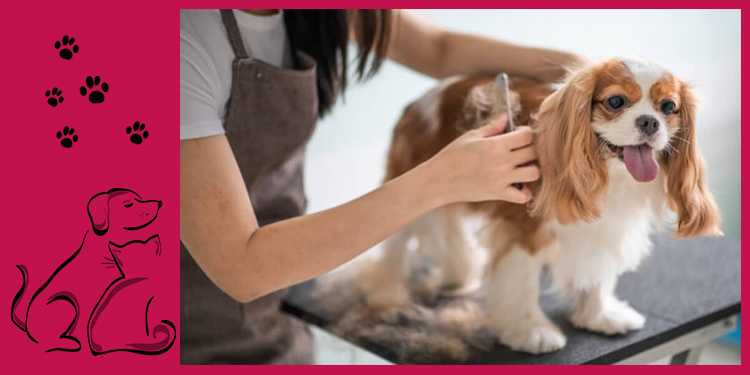 Pet Grooming